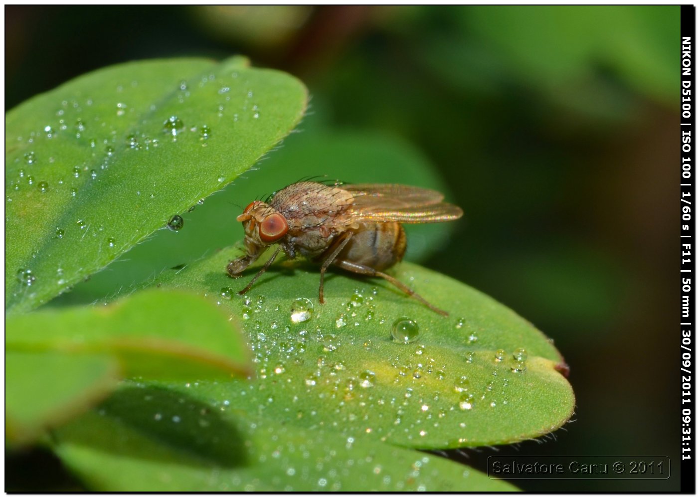 Heleomyzidae?  No, Lauxanidae