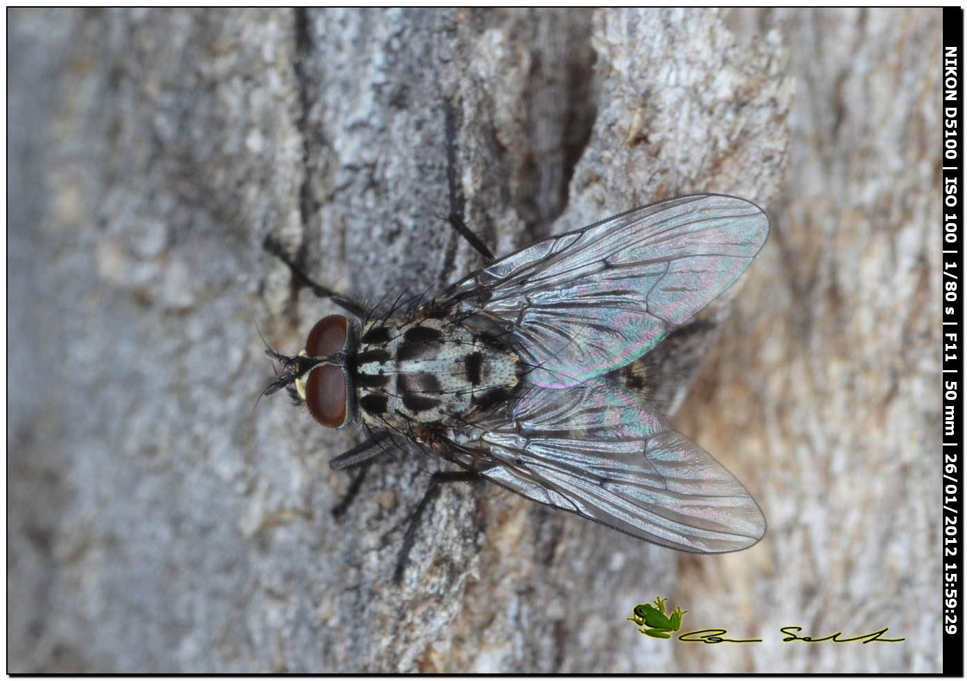 Phaonia trimaculata