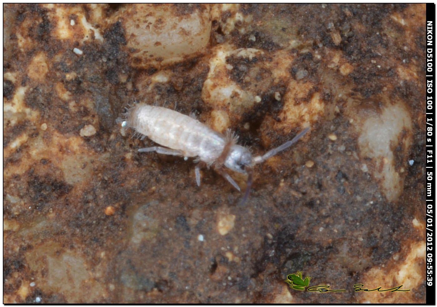 Collembola e Microcoryphia