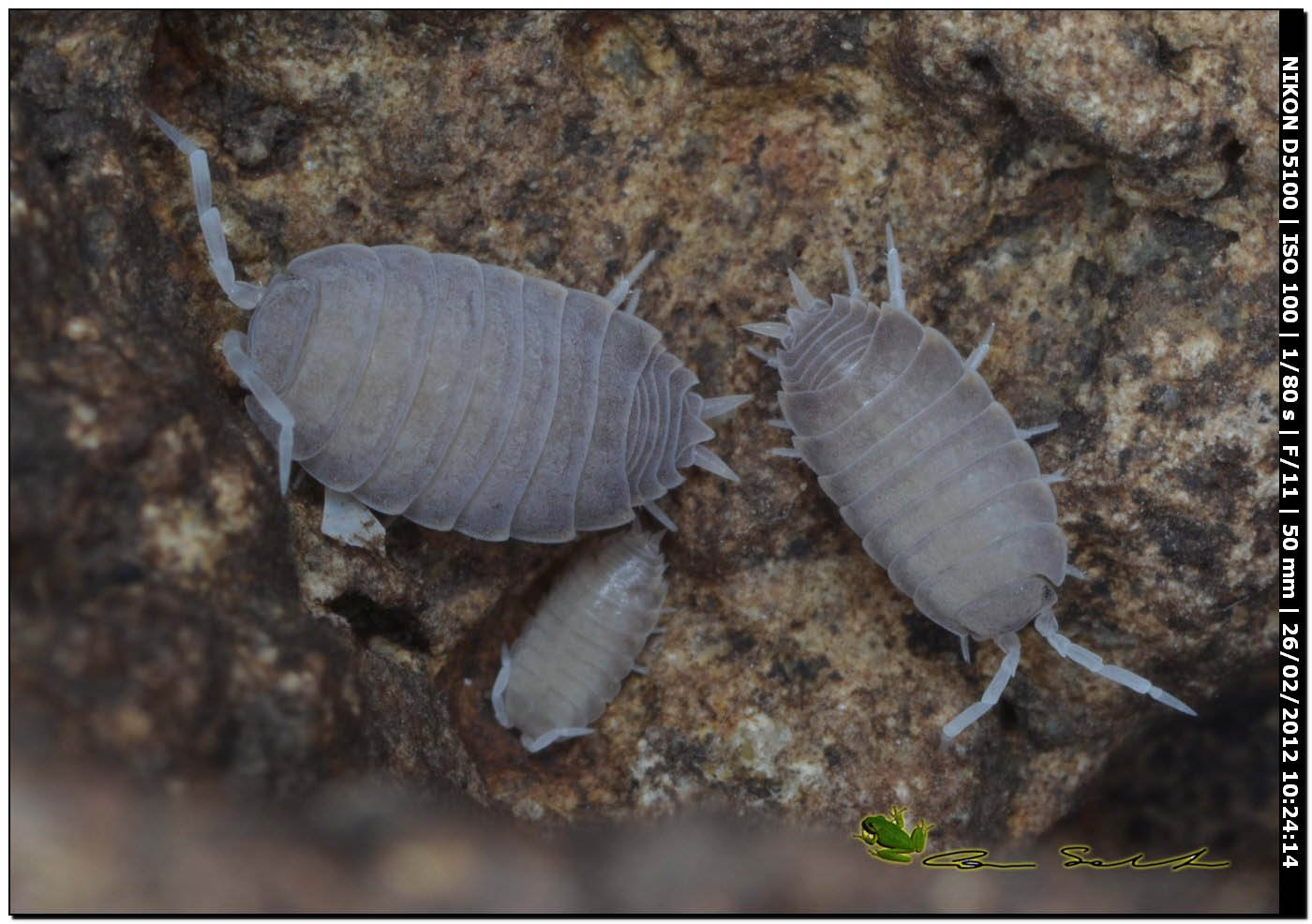 Porcellionidae ? da Usini