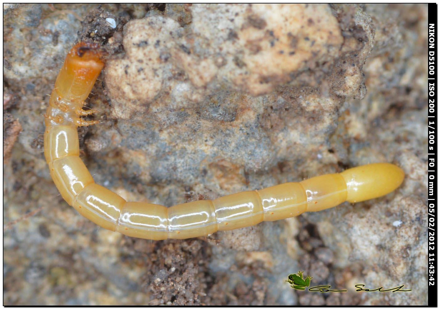 Larva di Elateridae Cebrioninae