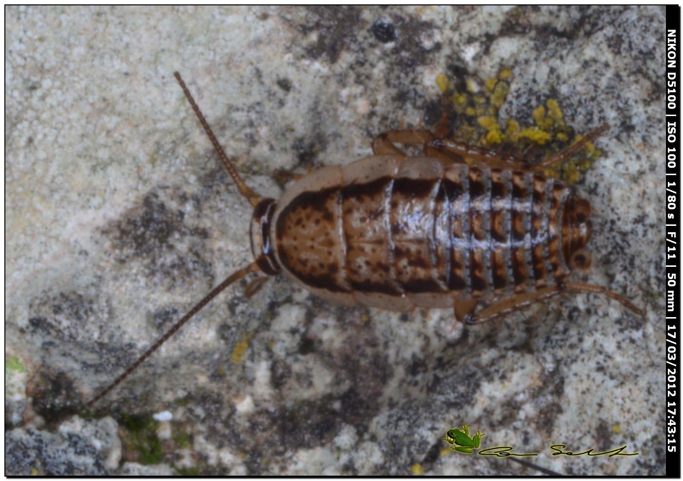 Probabile Phyllodromica sp. (Blattellidae)??