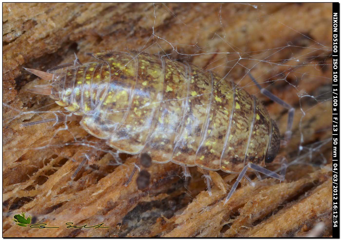 Philoscia affinis da Platamona