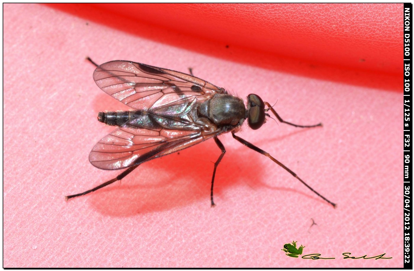 Chrysopilus sp.