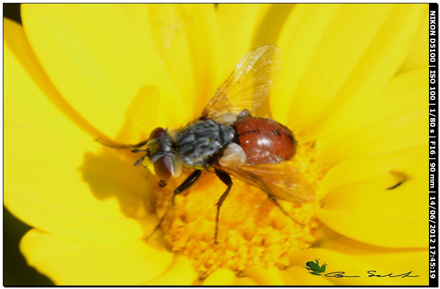 Da id., Tachinidae?