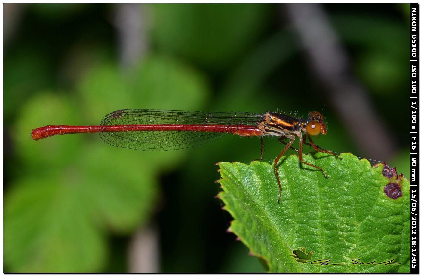 Ceriagrion tenellum ♂ e ♀