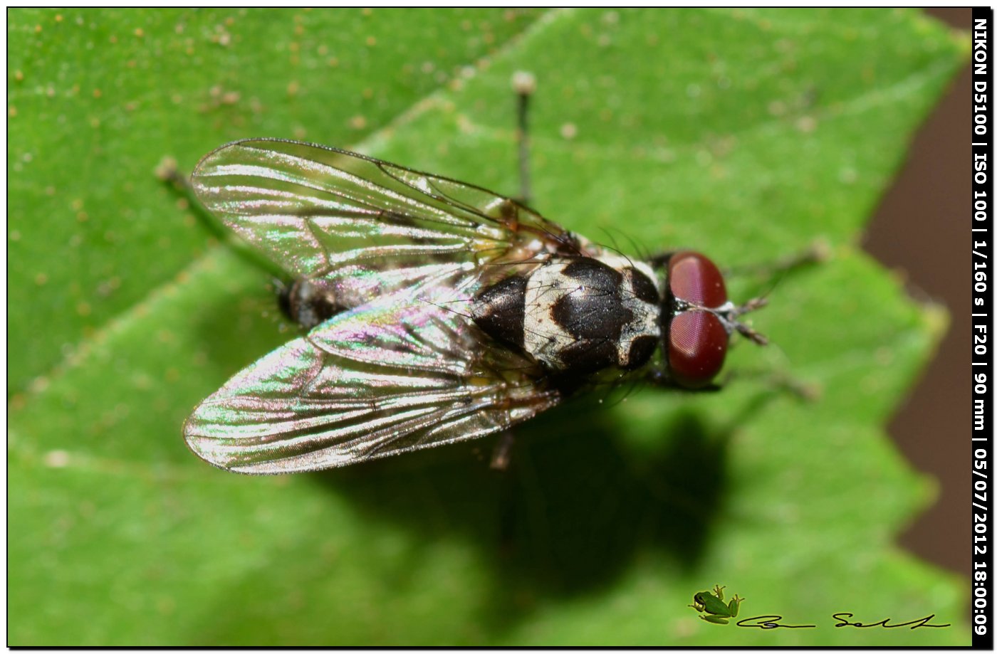 Muscidae, Limnophora sp.