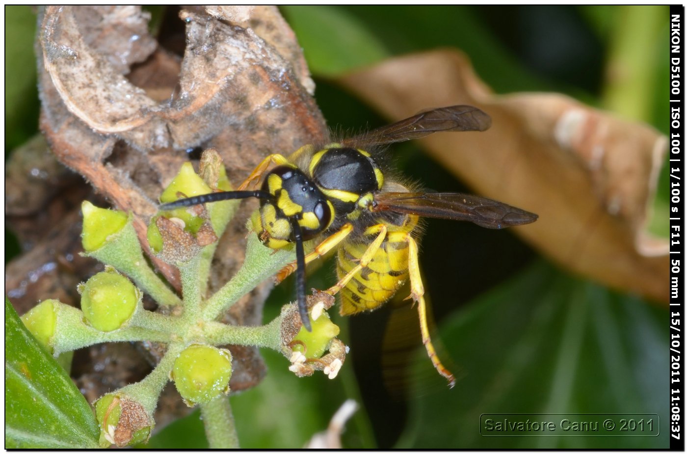 Vespula germanica (Vespidae)