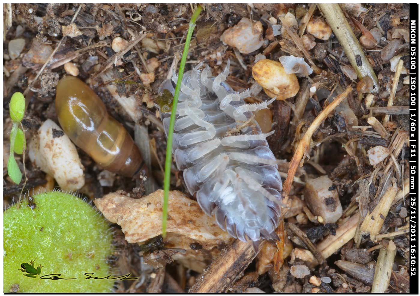 Armadillidium sp.