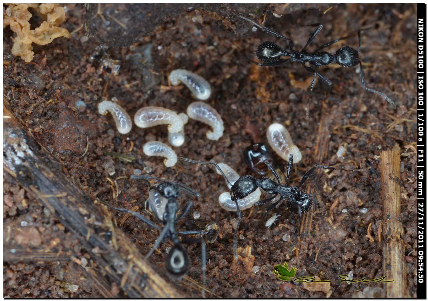 Aphaenogaster spinosa (con cibo preparato per le larve?)