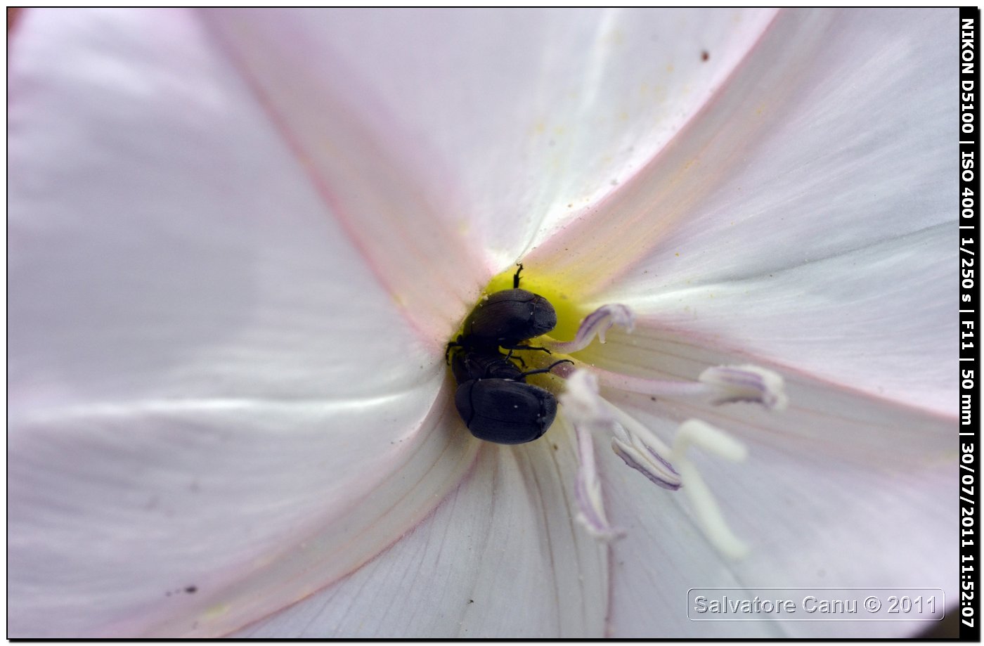 Chrysomelidae Bruchinae