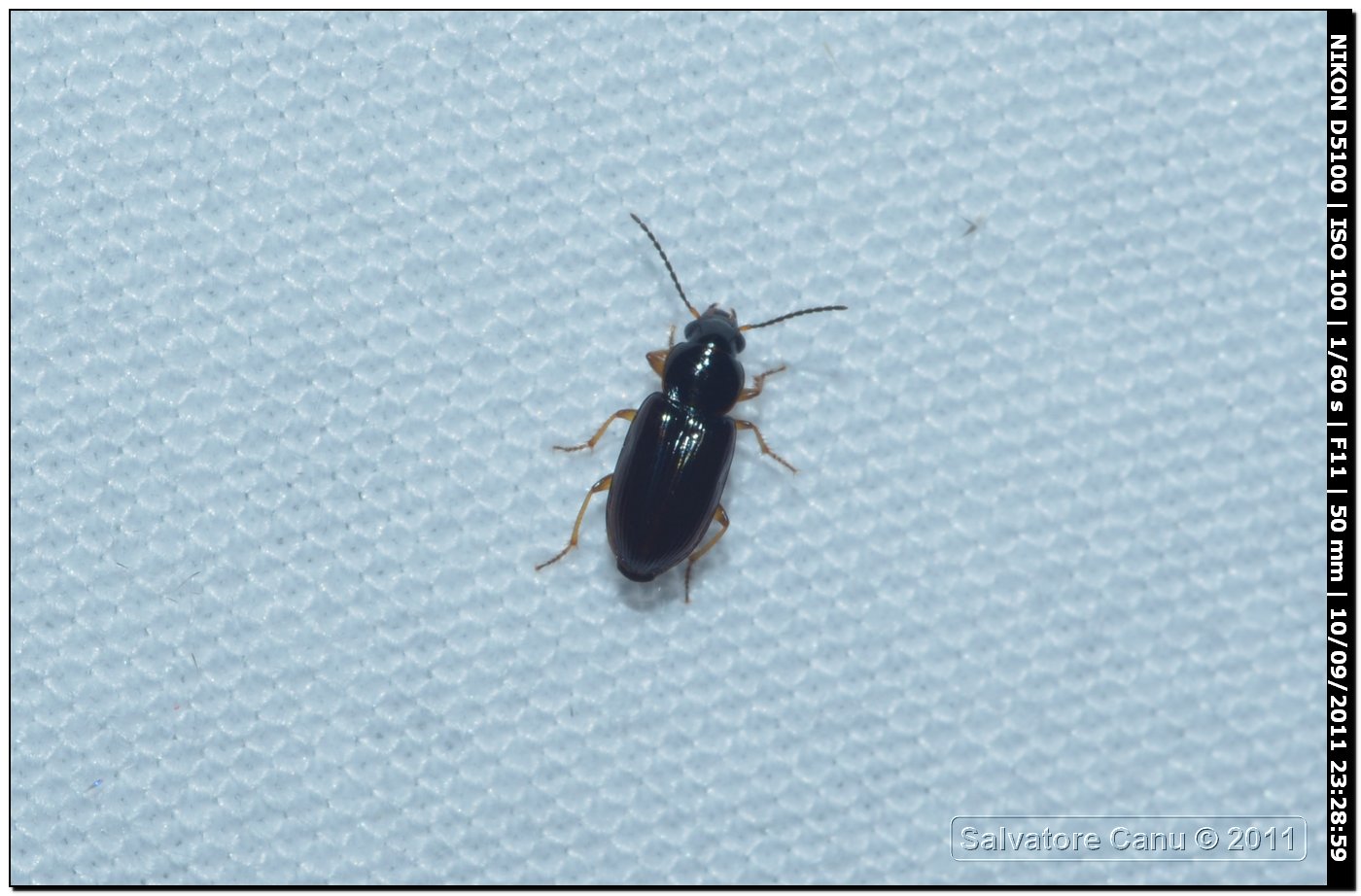 Carabidae nero da id, ca. 5mm (Stenolophus proximus?)