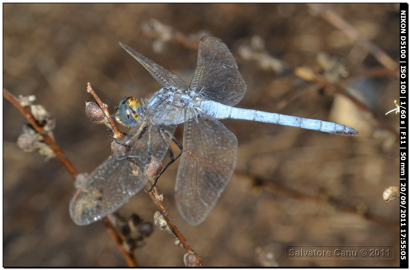 Orthetrum coerulescens anceps ♂