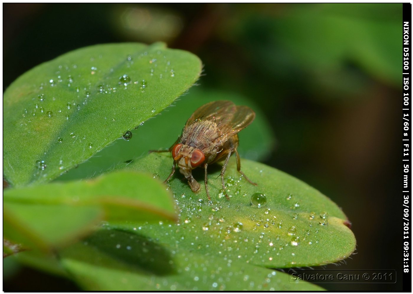 Heleomyzidae?  No, Lauxanidae