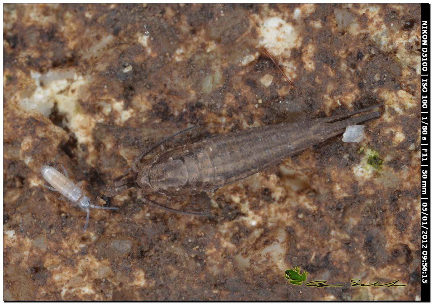 Collembola e Microcoryphia