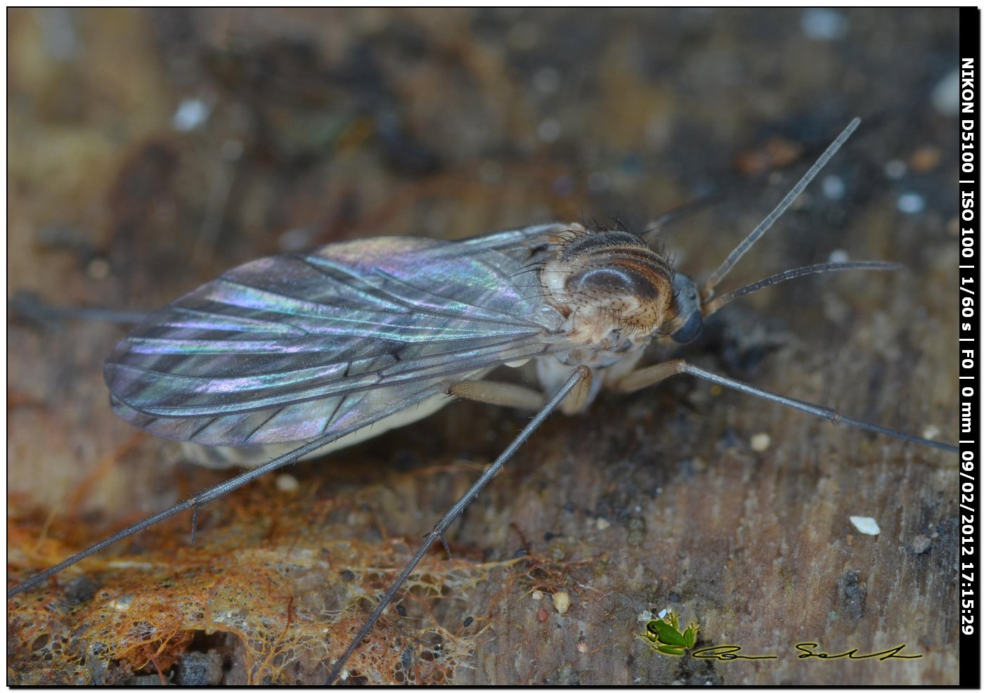 Chironomidae