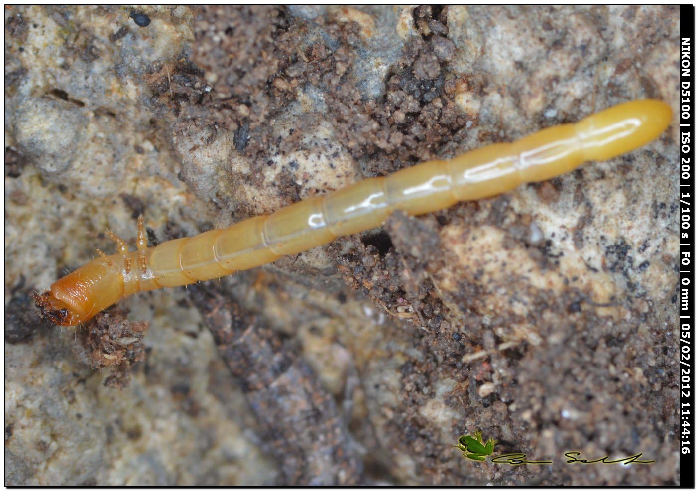 Larva di Elateridae Cebrioninae