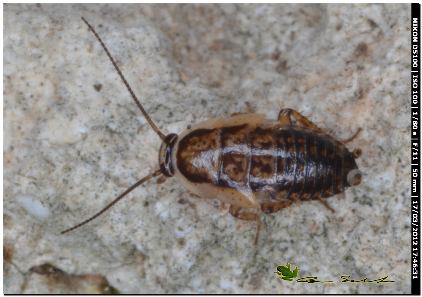 Probabile Phyllodromica sp. (Blattellidae)??