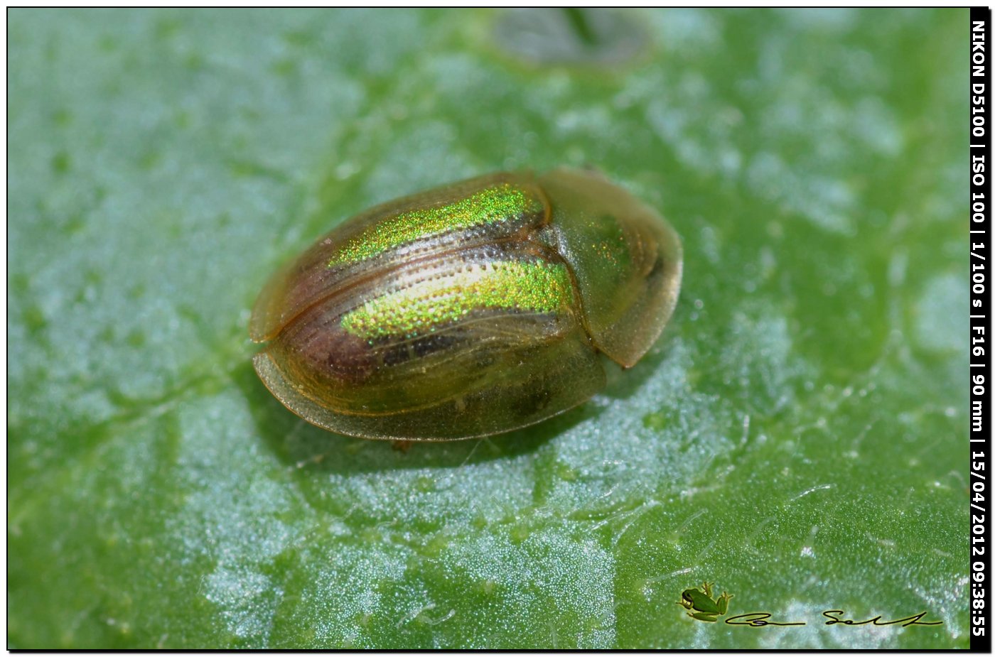 Cassida vittata