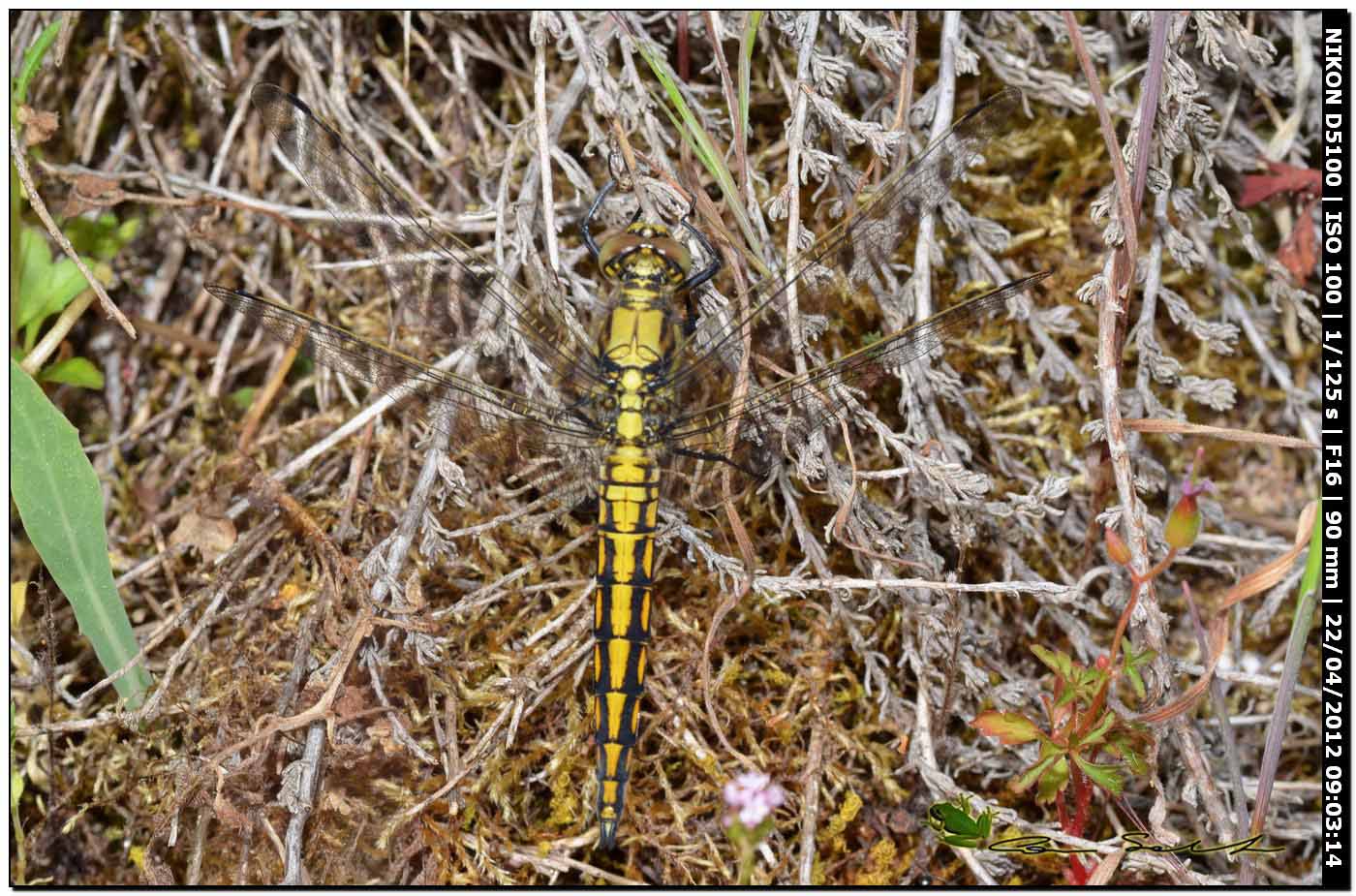 Orthetrum cancellatum