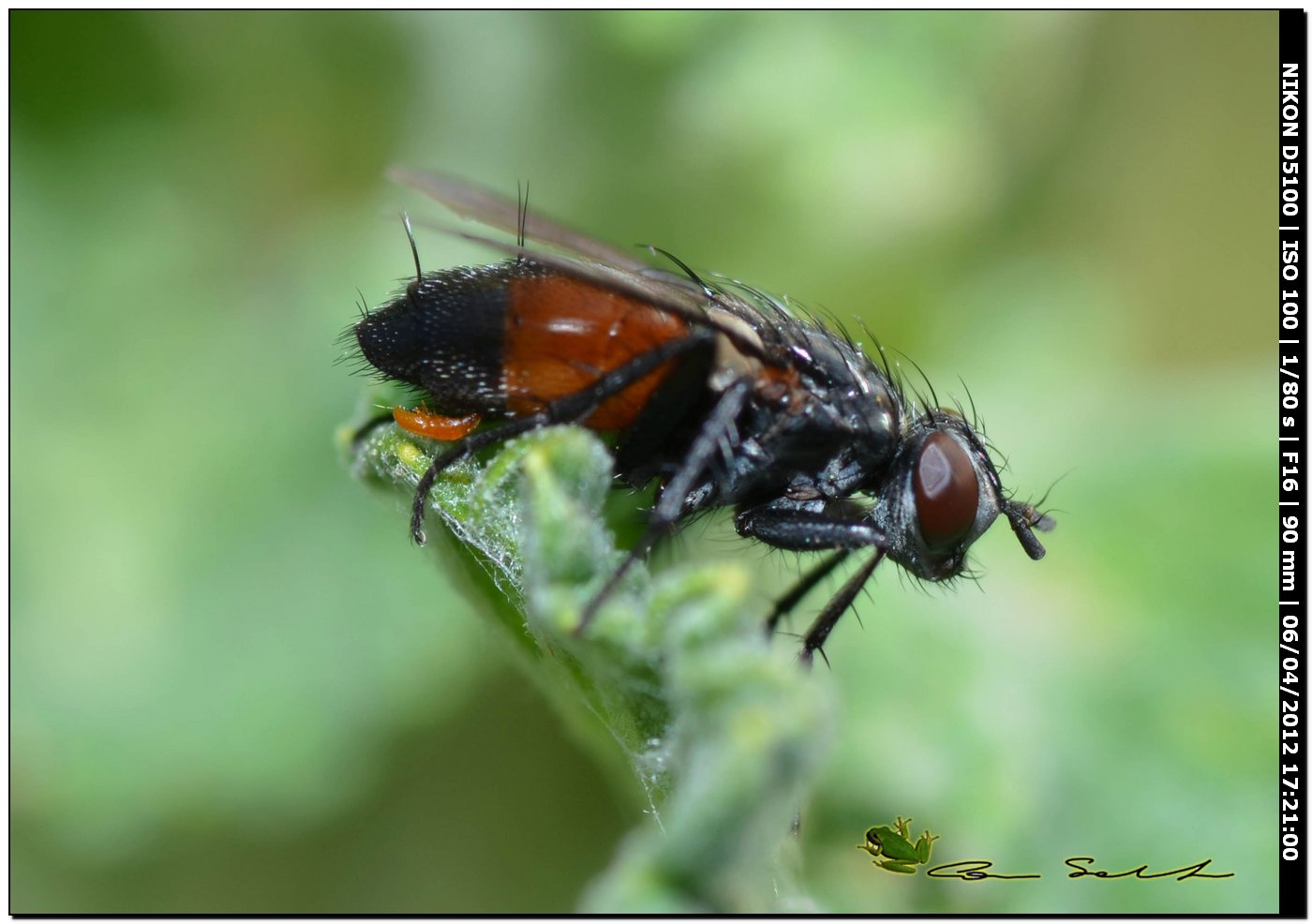 Stevenia sp. (Rhinophoridae)