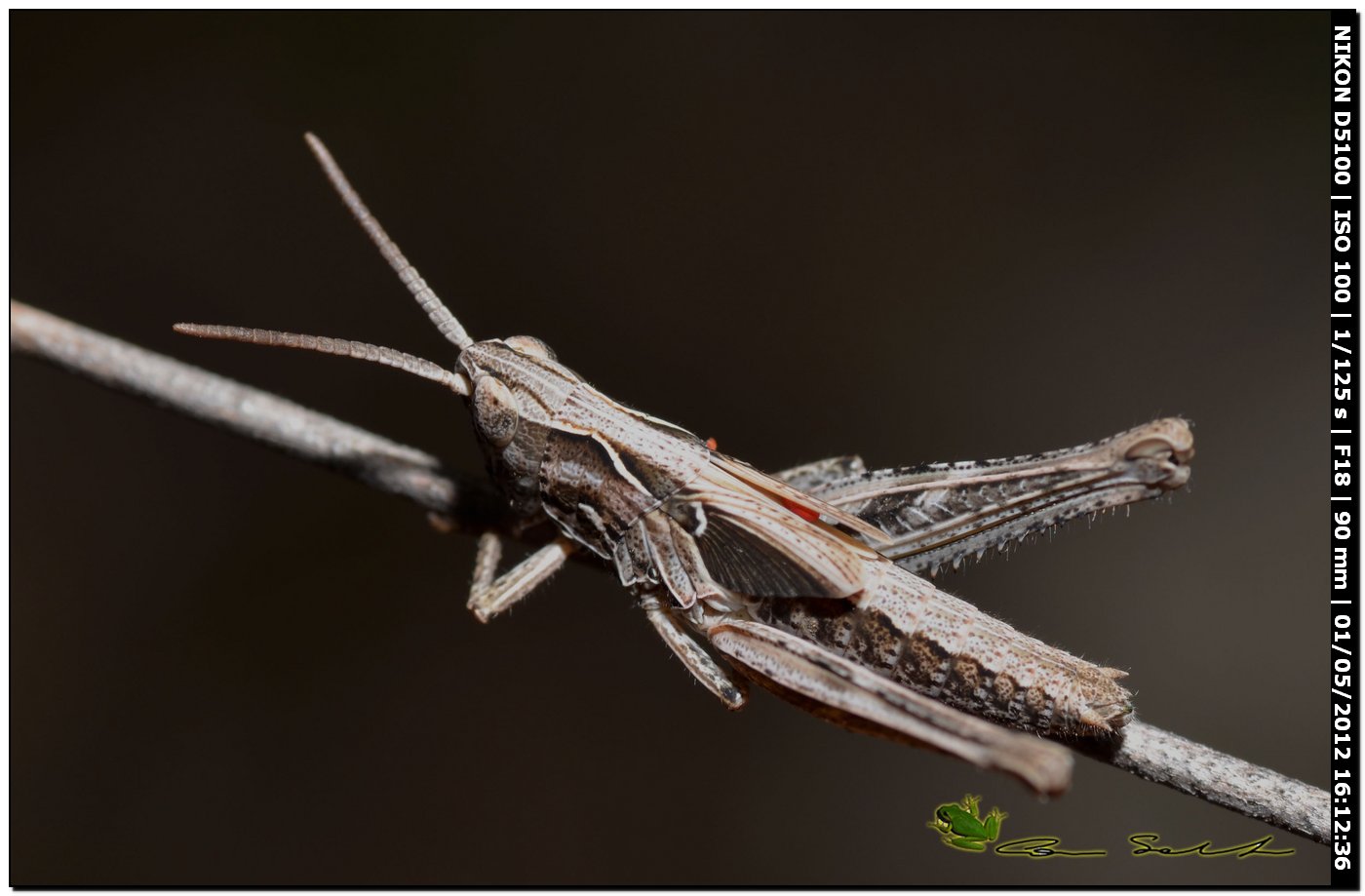 Ninfa di Acridiidae parassitata da acari