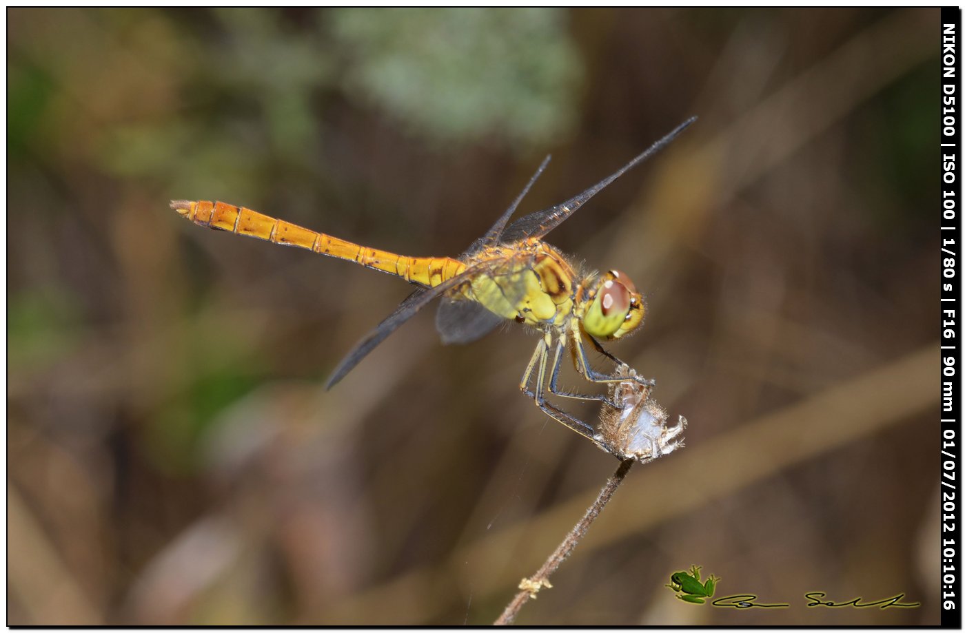 Sympetrum striolatum?