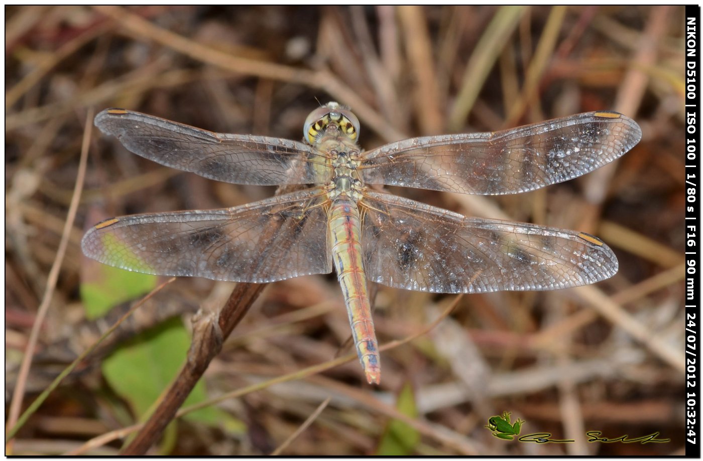 Sympetrum fonscolombii