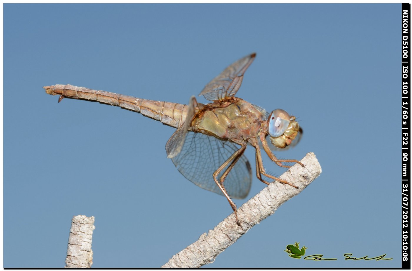 Crocothemis erythraea ♀