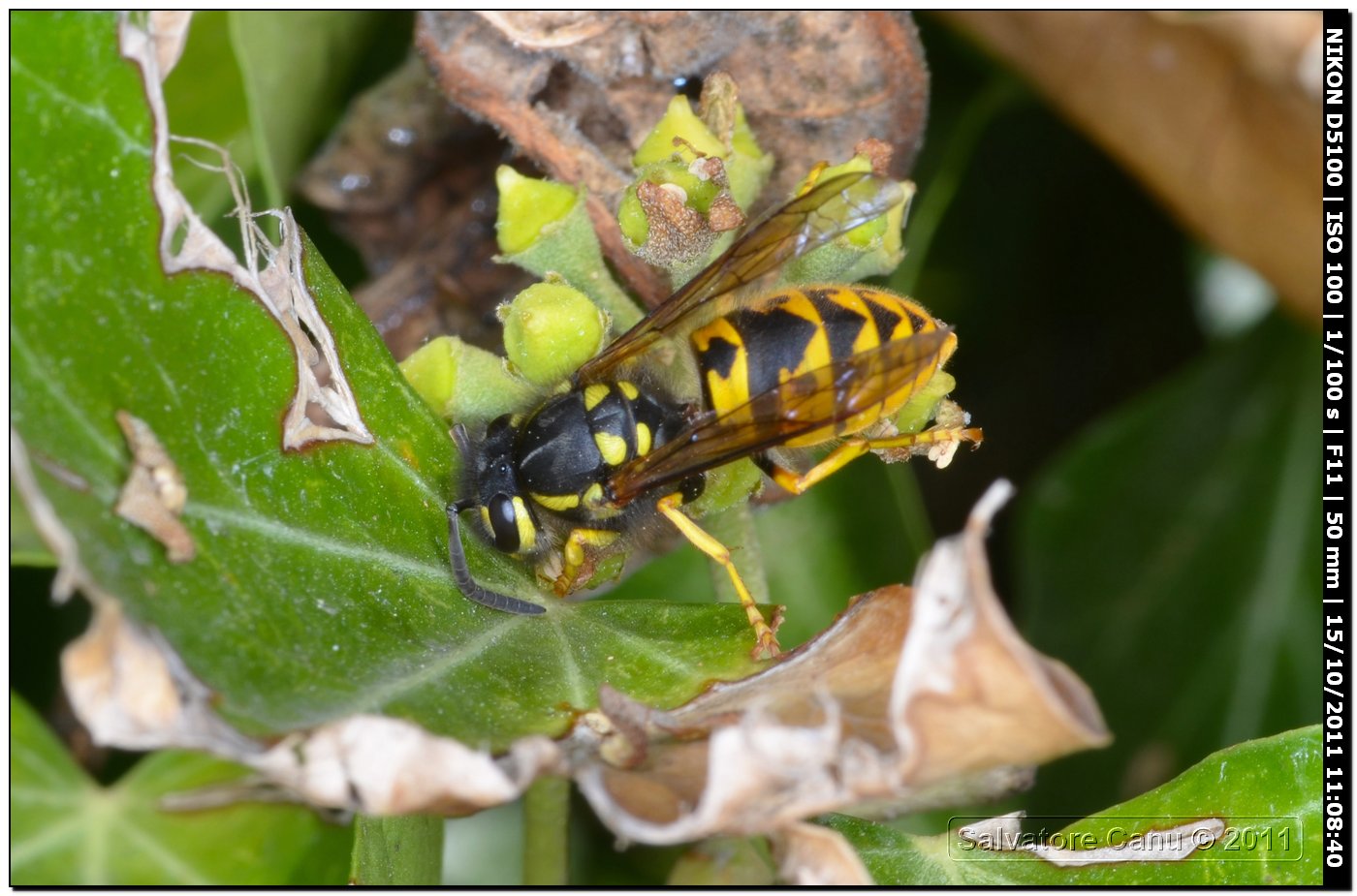 Vespula germanica (Vespidae)