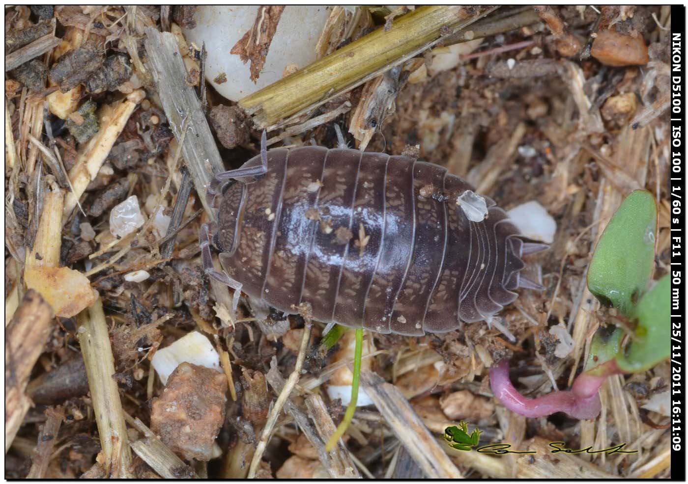 Armadillidium sp.