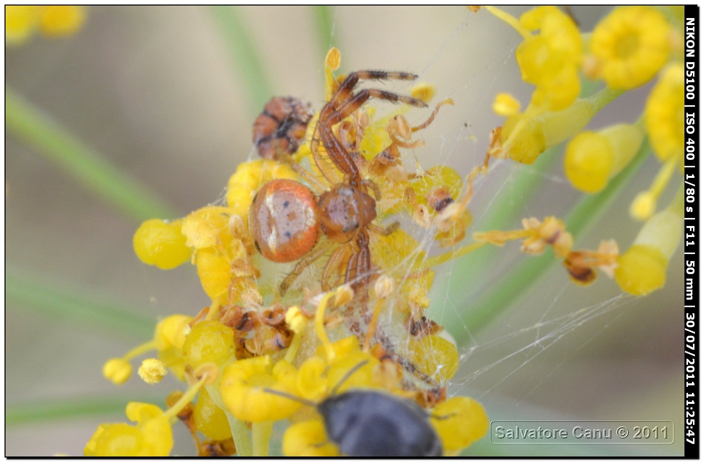 Synema globosum