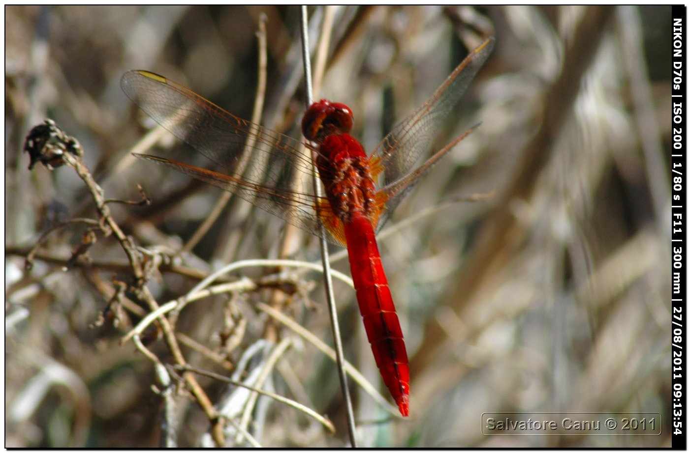 Crocothemis erythraea ♂♀