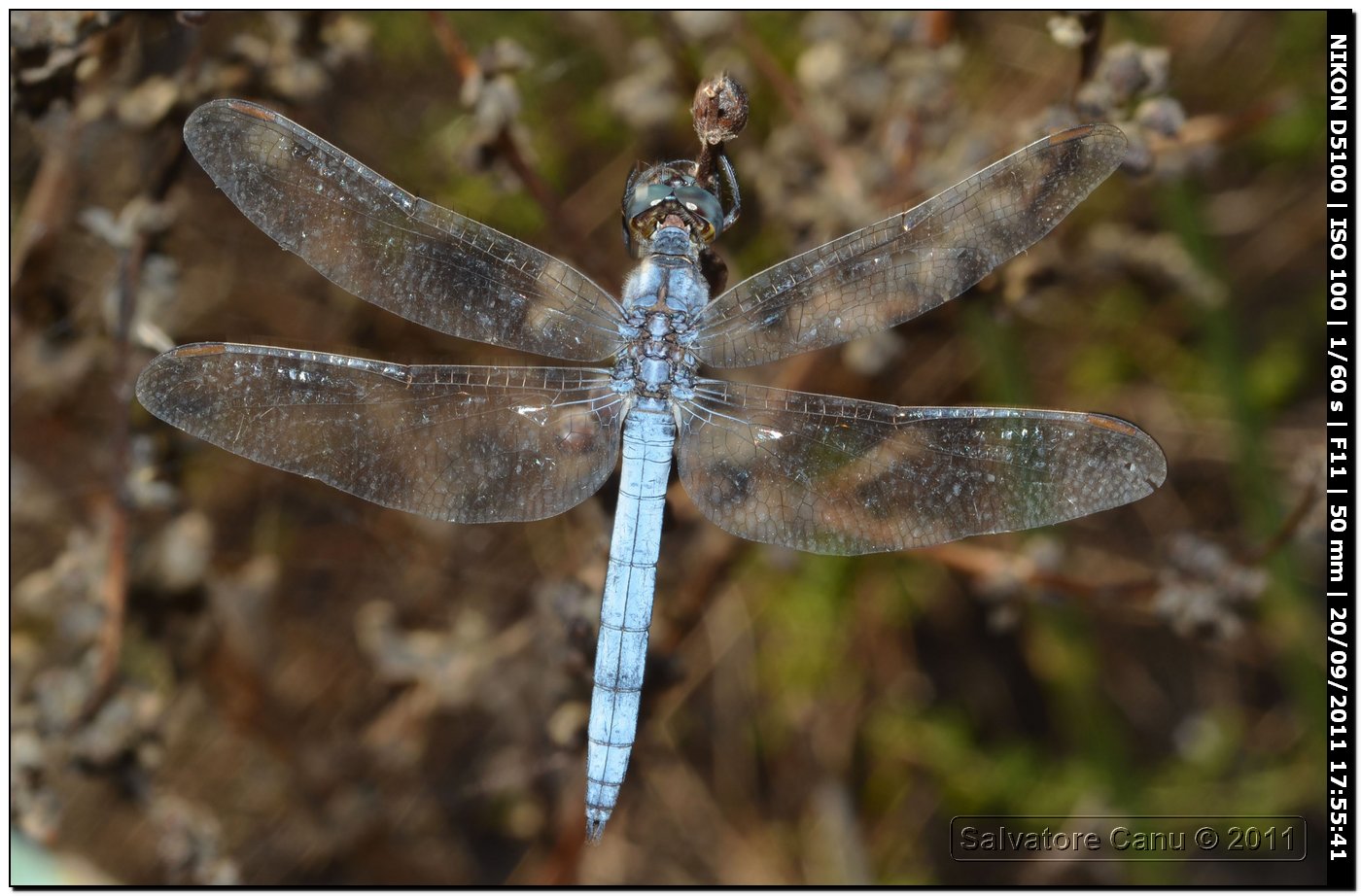 Orthetrum coerulescens anceps ♂