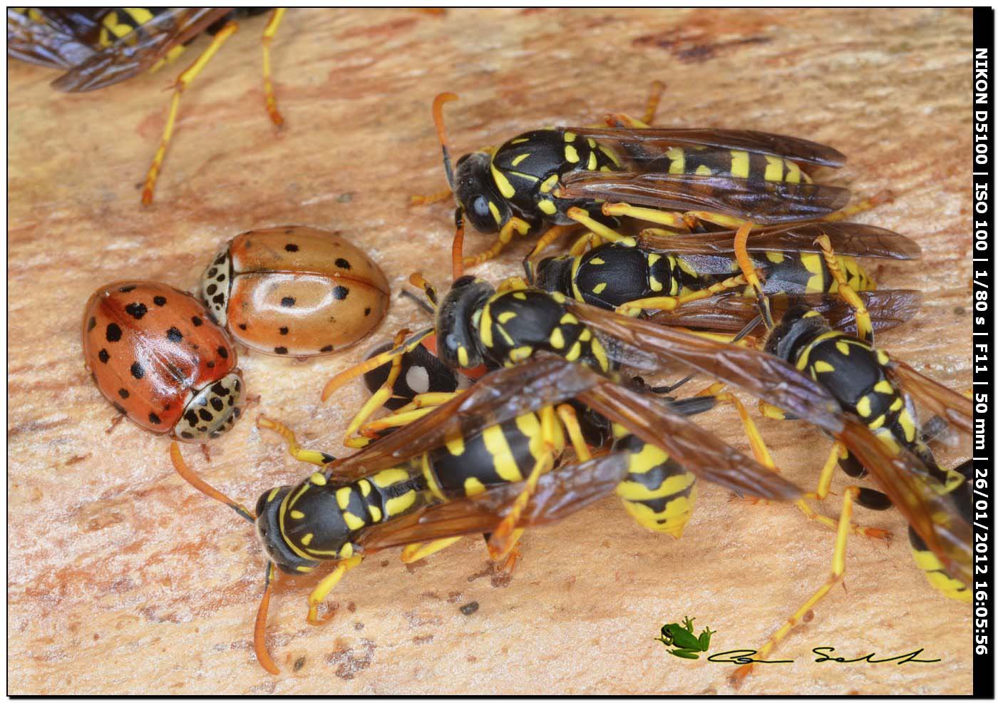 Mix sotto corteccia di eucalipto (Polistes svernanti)