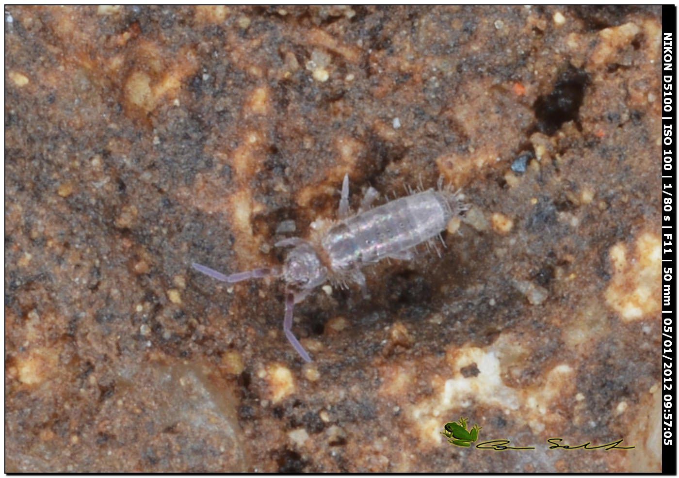 Collembola e Microcoryphia