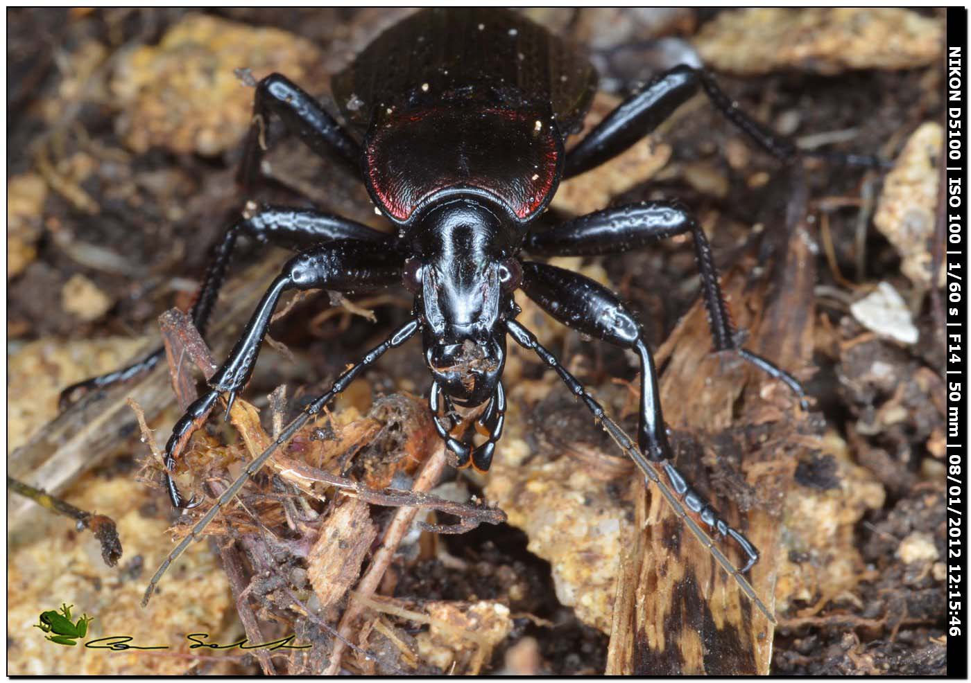 Carabus (Macrothorax) morbillosus constantinus