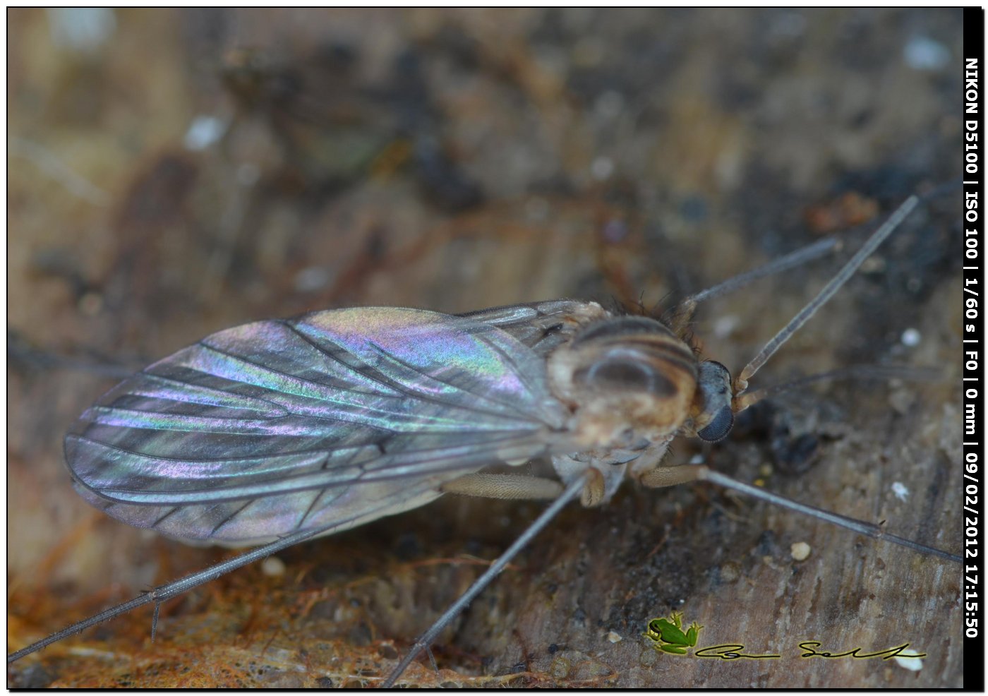 Chironomidae