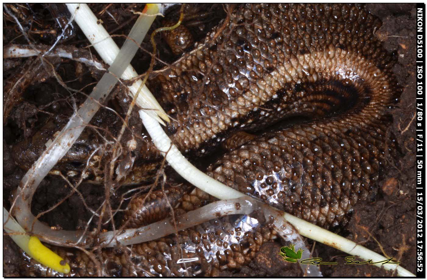 Chalcides ocellatus da Usini