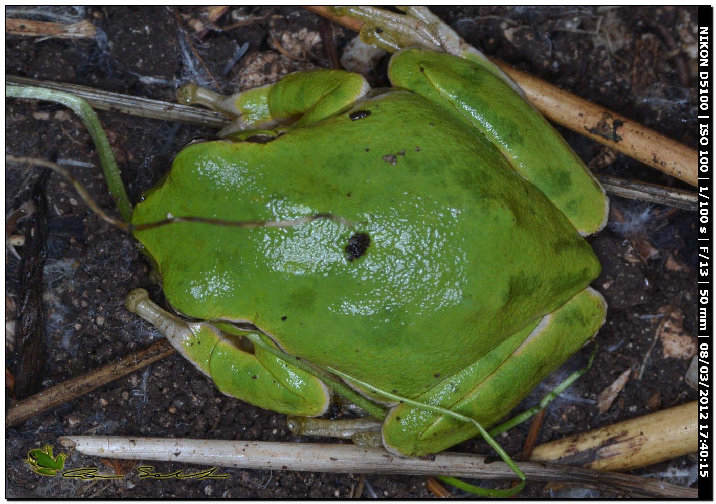 Hyla sarda da Usini