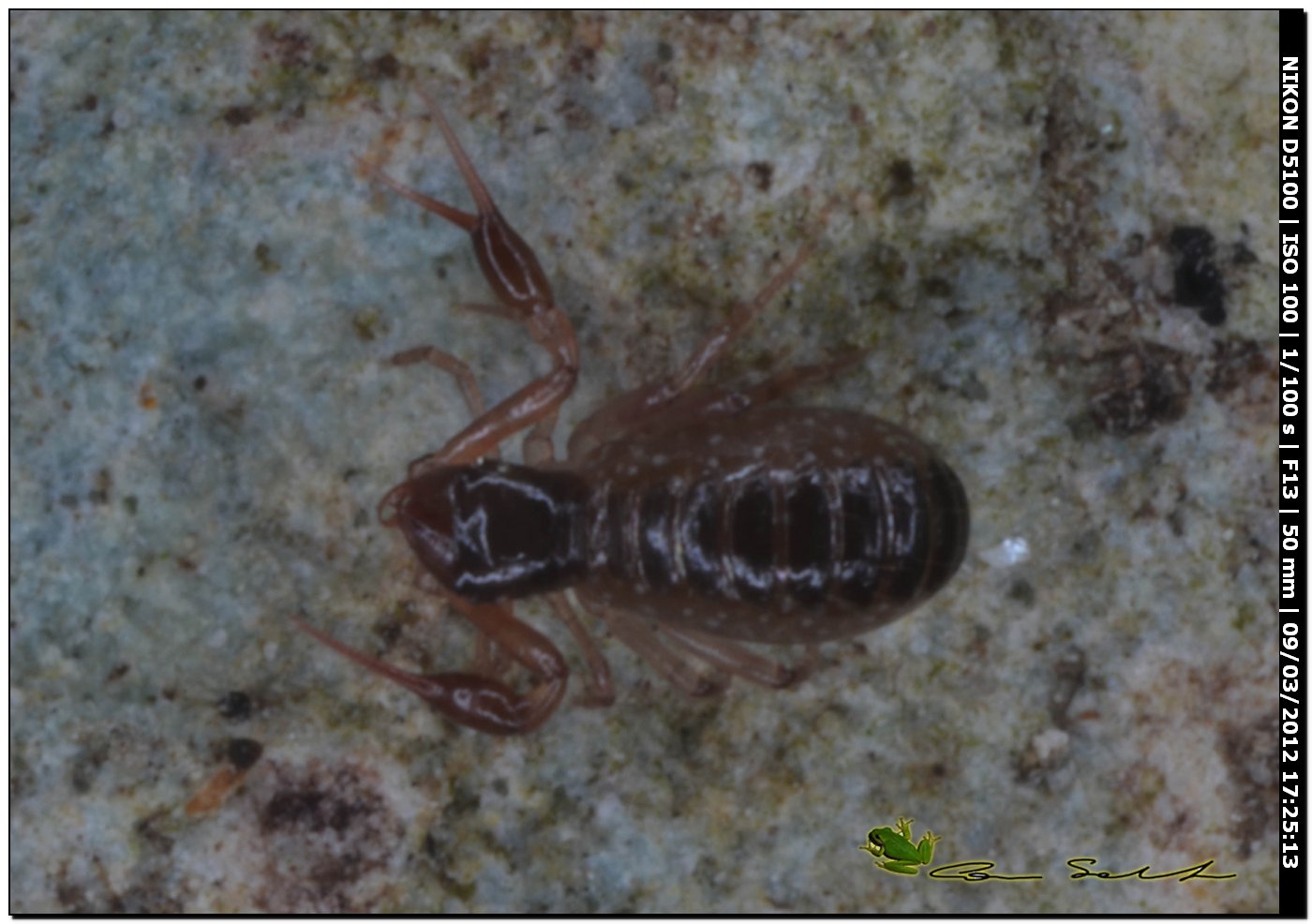 Chthoniidae da Usini