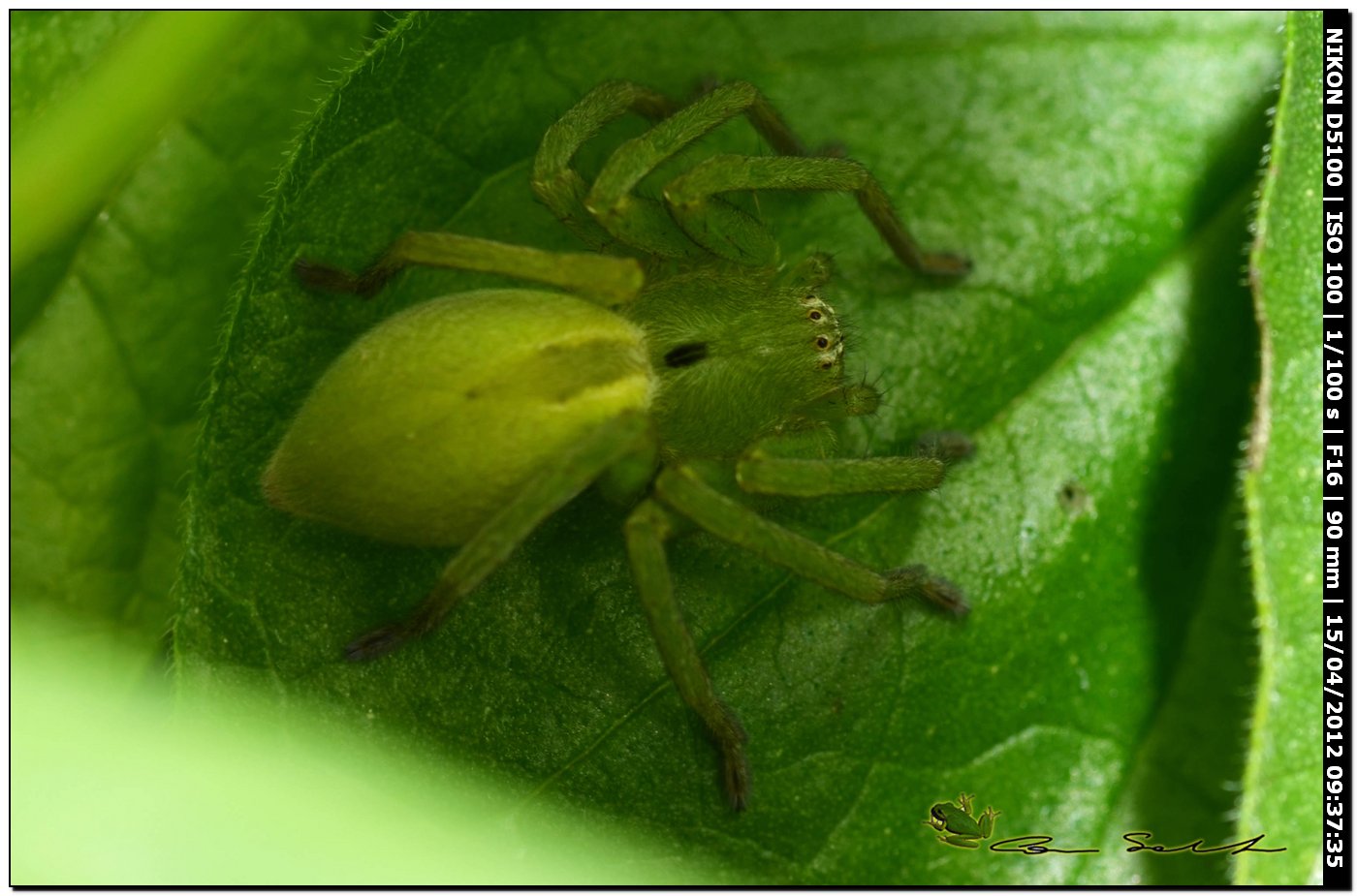 Micrommata ligurina