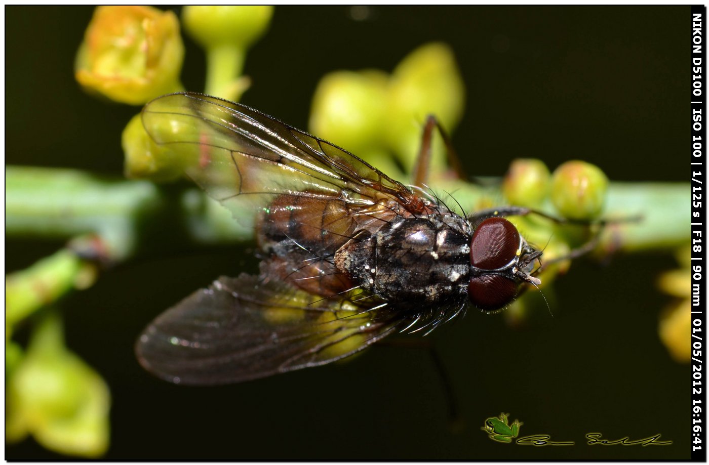 Tachinidae?