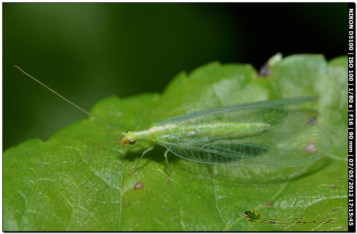 Chrysoperla lucasina