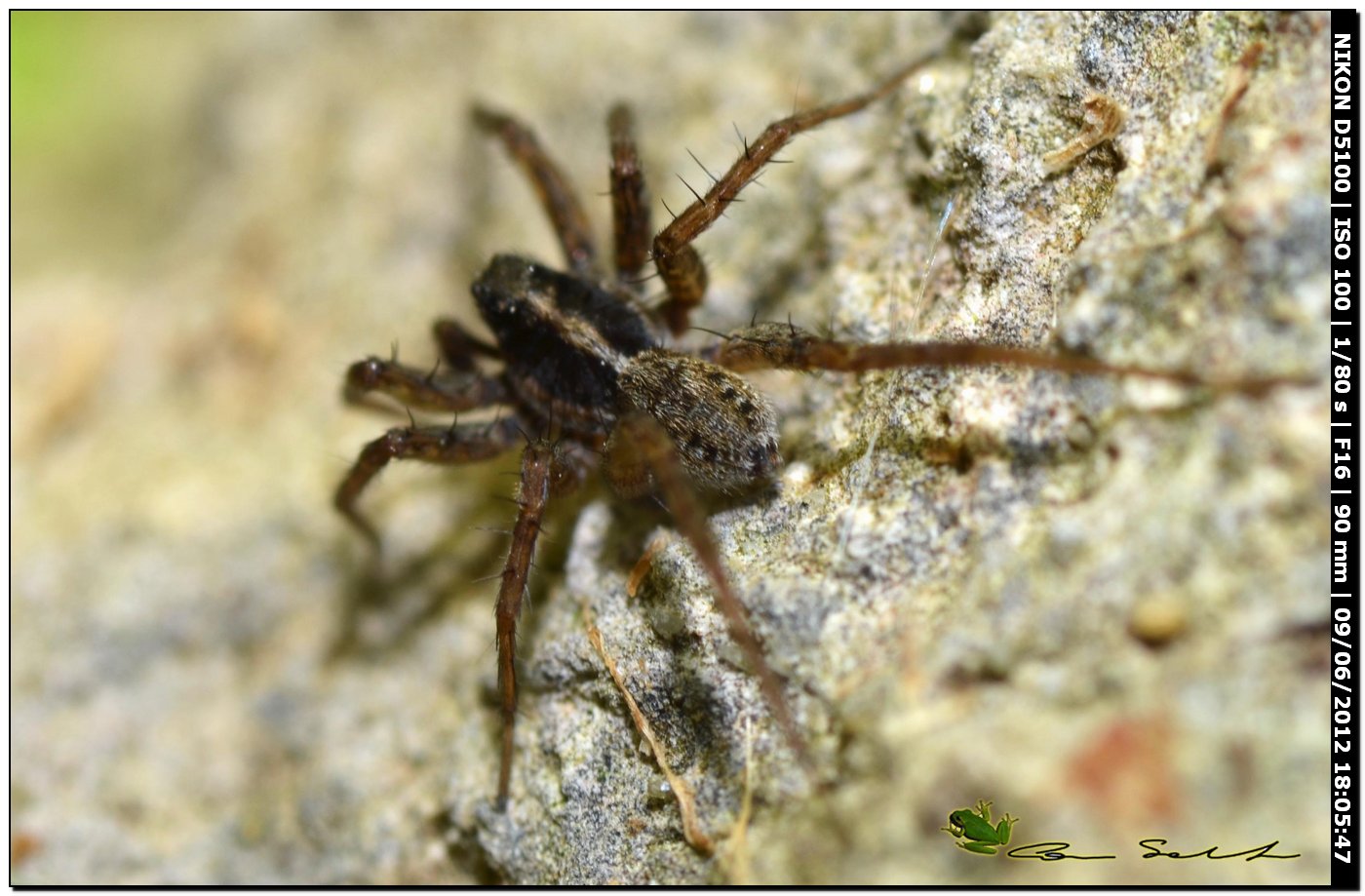 Pardosa sp.