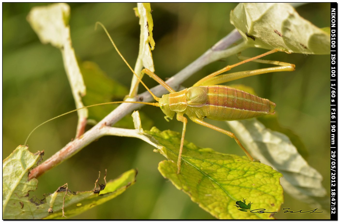 Odontura calaritana