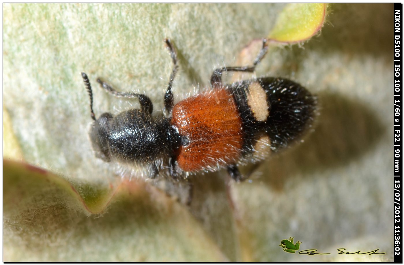 Cleridae, Tilloidea transversalis