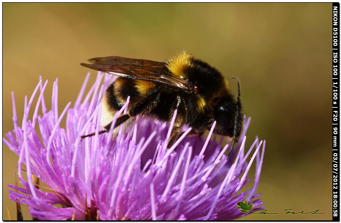 Quale Bombus?