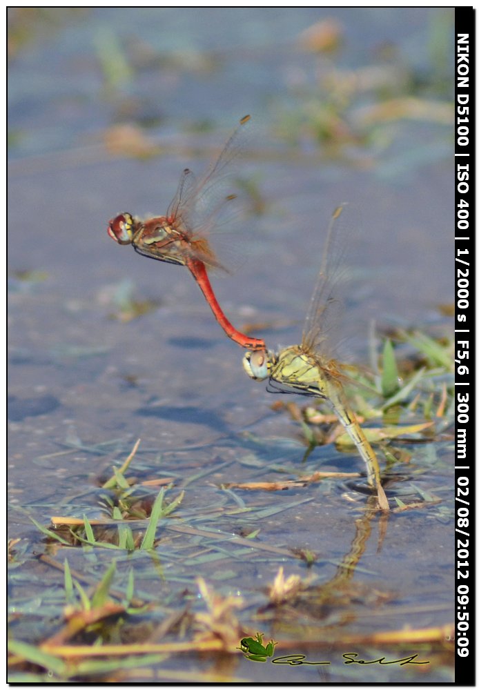 Sympetrum fonscolombii, ovodeposizione