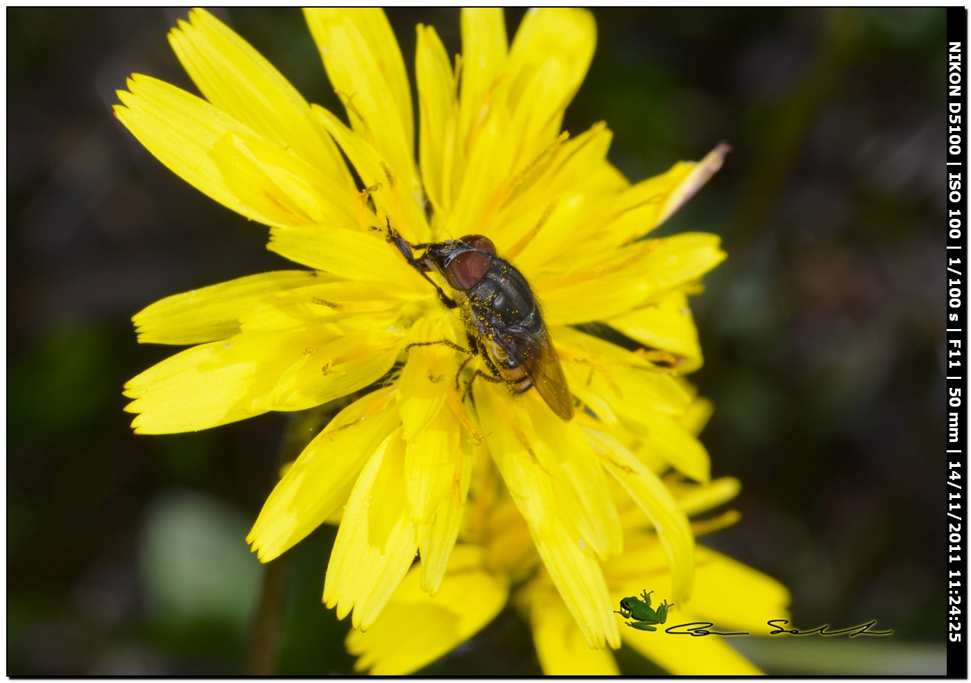 Stomorhina lunata